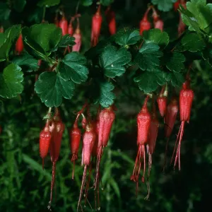 Ribes speciosum, SBBG