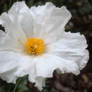 Romneya coulteri, SBBG