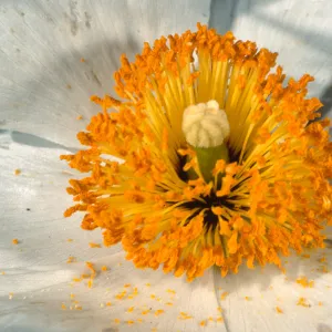 Romneya coulteri, SBBG