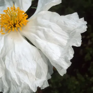 Romneya coulteri, SBBG