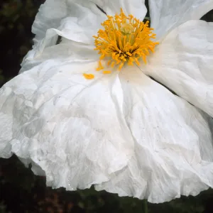Romneya coulteri, SBBG