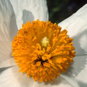 Romneya coulteri, SBBG