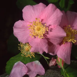 Rosa californica, SBBG