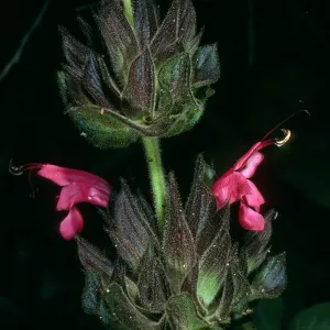 Salvia spathacea (California Hummingbird Sage),, Jesusita Trail