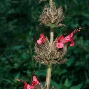 Salvia spathacea (California Hummingbird Sage),, San Roque Cyn.