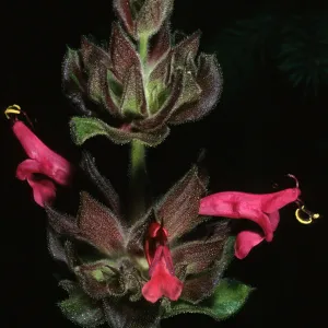 Salvia spathacea (California Hummingbird Sage),, SBBG