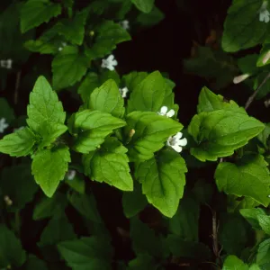 Satureja douglasii, SBBG