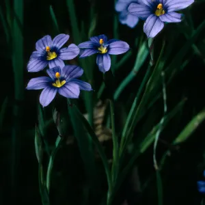 Sisyrinchium bellum, SBBG