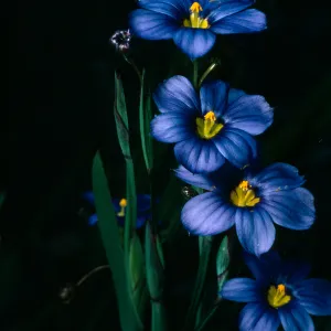 Sisyrinchium bellum, SBBG