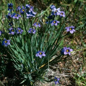 Sisyrinchium bellum, Lower Sauces Cyn., S. Cruz Isl.