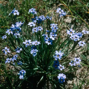 Sisyrinchium bellum, Sauces Cyn., S. Cruz Isl.
