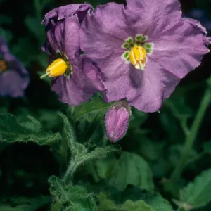 Solanum xanti, San Roque Cyn. SB