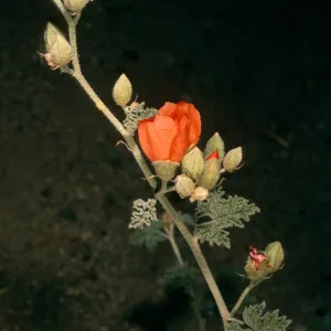 Sphaeralcea ambigua, Cottonwood Cyn., Death Valley