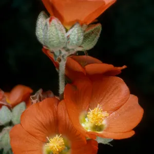 Sphaeralcea ambigua, Cedar Cyn. Rd., Mid Hills
