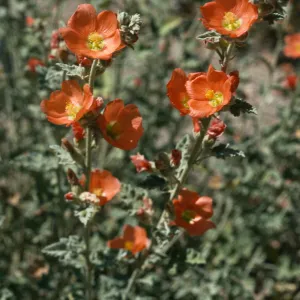 Sphaeralcea ambigua, SBBG