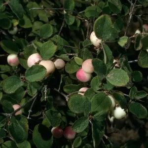 Symphoricarpos mollis, Portezuela Grade, S. Cruz Isl.