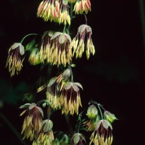 Thalictrum polycarpum, SBBG