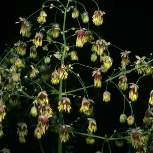Thalictrum polycarpum, SBBG