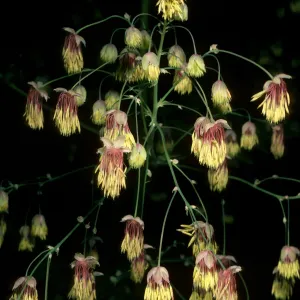 Thalictrum polycarpum, SBBG, Arroyo Section