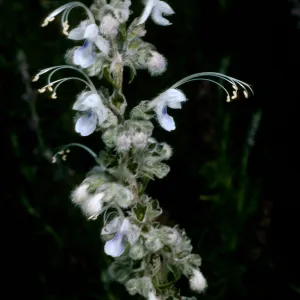 Trichostema lanatum (white form), Rancho Santa Ana Botanic Garden
