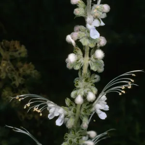 Trichostema lanatum (white form)