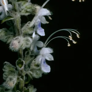 Trichostema lanatum (white form)