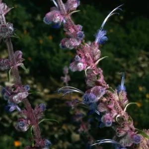 Trichostema lanatum, Rancho Santa Ana BG