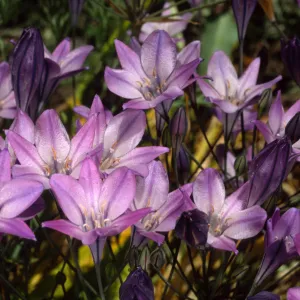 Triteleia laxa