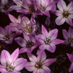 Tritelia laxa