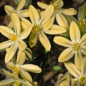 Triteelia ixioides