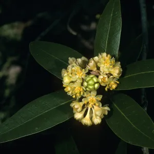 Umbellularia californica