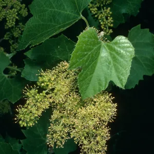 Vitis girdiana, Death Valley, N. of Scotty's Castle