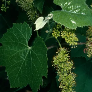 Vitis girdiana, Death Valley, N. of Scotty's Castle