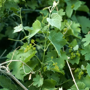 Vitis girdiana, Saline Valley, Grapevine Canyon