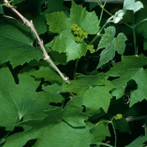 Vitis girdiana, Saline Valley, Grapevine Canyon