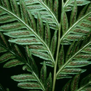 Woodwardia fimbriata