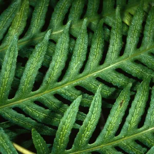 Woodwardia fimbriata