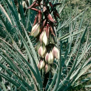 Yucca baccata, Providence Mtns., Wildhorse Cyn Rd.
