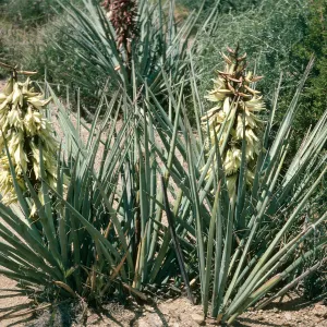 Yucca baccata, Providence Mtns., Wildhorse Cyn Rd.