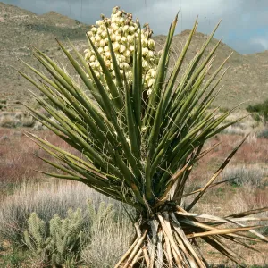 Yucca schidigera