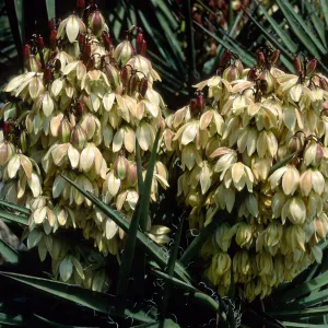 Yucca schidigera, SBBG
