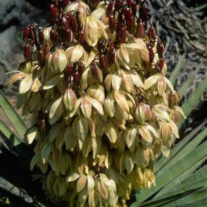 Yucca schidigera, SBBG