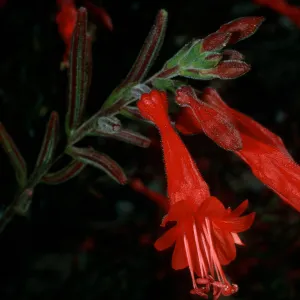 Epilobium canum, Santa Cruz Isl.
