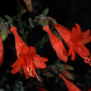 Epilobium canum