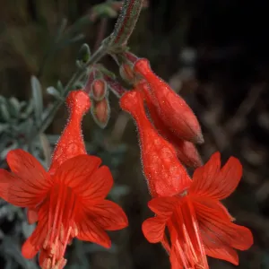 Epilobium canum