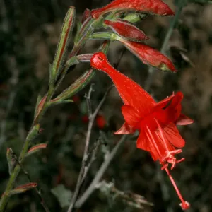 Epilobium canum,Tunnel Trail