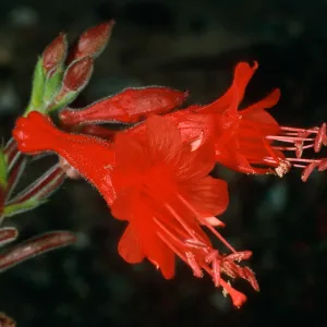 Epilobium canum