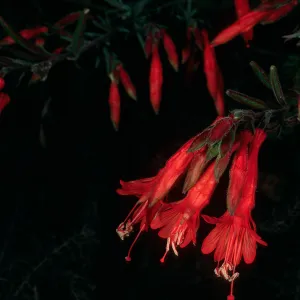 Epilobium canum, Monterey Co., Big Creek Reserve