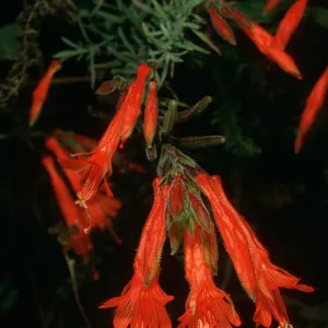 Epilobium canum,Monterey Co., Big Creek Reserve