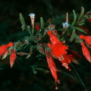 Epilobium canum